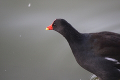 Gallinula galeata cachinnans