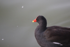 Gallinula galeata cachinnans