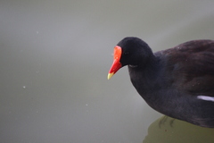 Gallinula galeata cachinnans