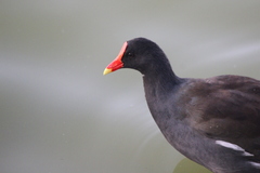 Gallinula galeata cachinnans