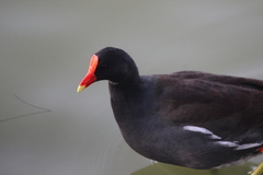Gallinula galeata cachinnans