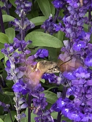 Macroglossum stellatarum