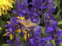 Macroglossum stellatarum