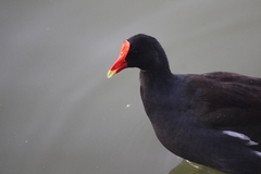 Gallinula galeata cachinnans