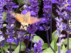 Macroglossum stellatarum