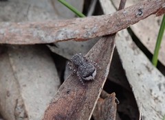 Maratus vespertilio