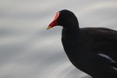 Gallinula galeata cachinnans