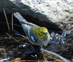 Setophaga townsendi × occidentalis