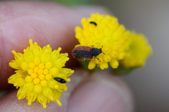 Melyris rufomarginata