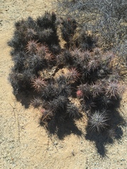 Corynopuntia invicta