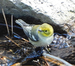 Setophaga townsendi × occidentalis