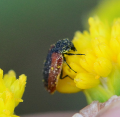 Melyris rufomarginata