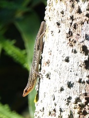 Eutropis rugifera