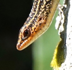 Eutropis rugifera