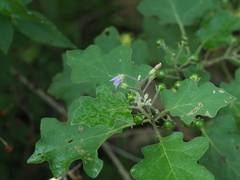 Solanum violaceum