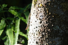 Eutropis rugifera