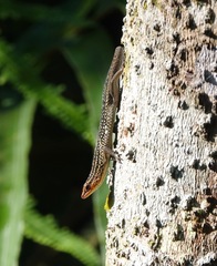 Eutropis rugifera
