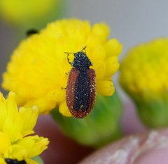 Melyris rufomarginata