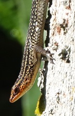 Eutropis rugifera