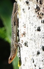 Eutropis rugifera
