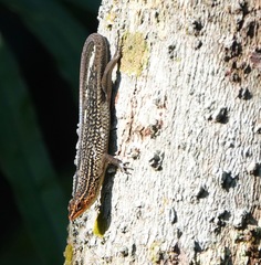 Eutropis rugifera
