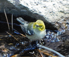 Setophaga townsendi × occidentalis