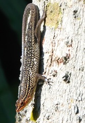 Eutropis rugifera