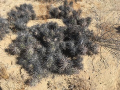 Corynopuntia invicta