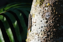 Eutropis rugifera
