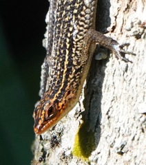 Eutropis rugifera
