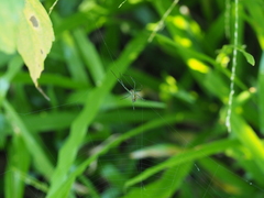 Leucauge celebesiana