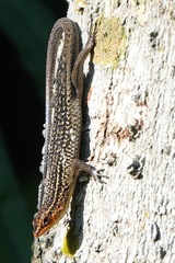 Eutropis rugifera