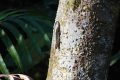Eutropis rugifera