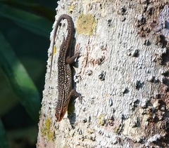 Eutropis rugifera