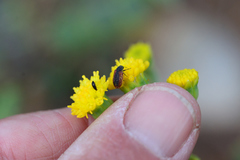 Melyris rufomarginata