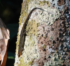 Eutropis rugifera