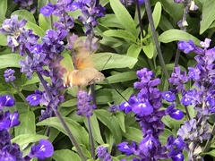 Macroglossum stellatarum