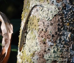 Eutropis rugifera