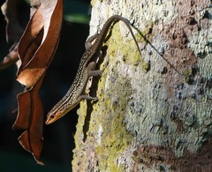 Eutropis rugifera