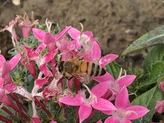 Apis mellifera
