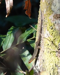Eutropis rugifera