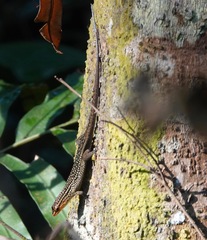 Eutropis rugifera