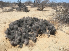 Corynopuntia invicta