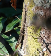 Eutropis rugifera
