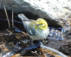 Setophaga townsendi × occidentalis