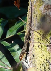 Eutropis rugifera