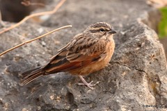 Emberiza striolata