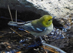 Setophaga townsendi × occidentalis