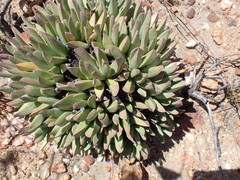 Machairophyllum albidum