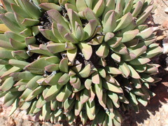 Machairophyllum albidum